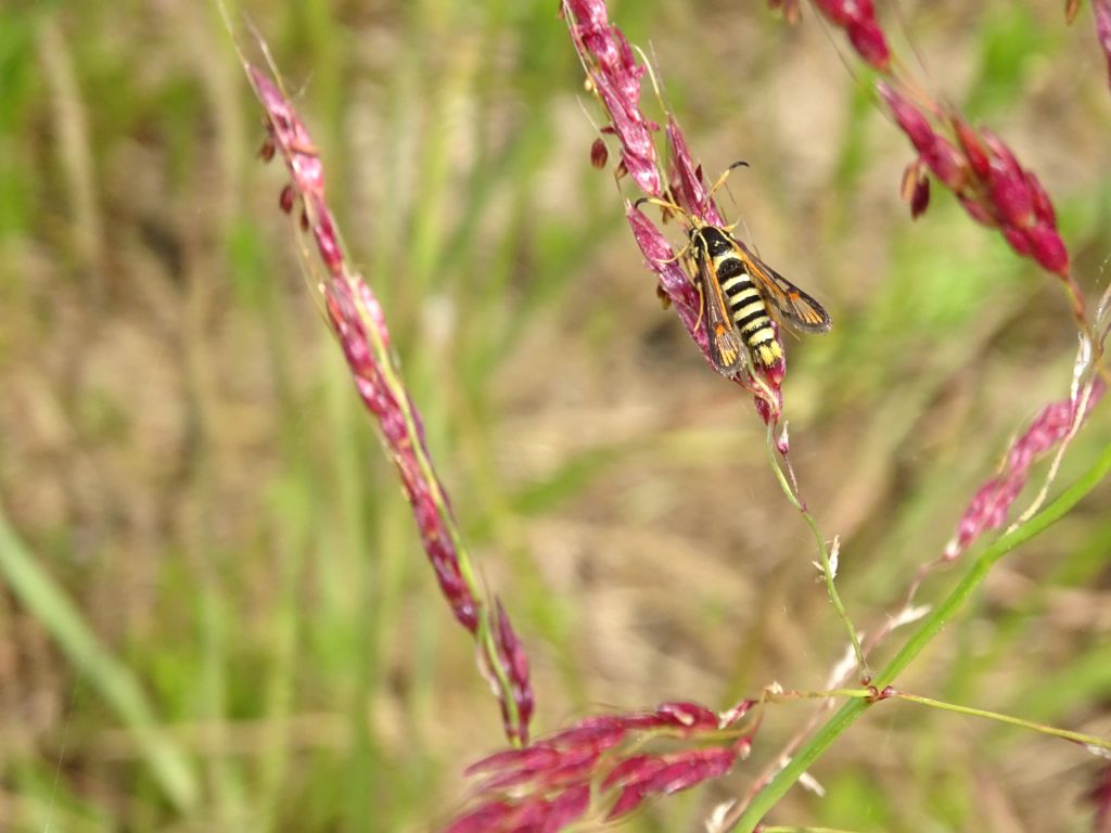 Pyropteron chrysidiformis, ID corretto?